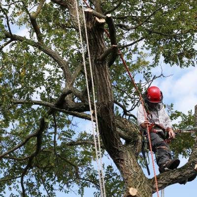 TREE TRIMMING